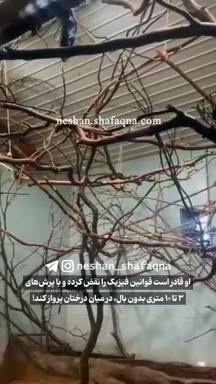 مشاهده یک میمون عجیب شبیه ارواح + فیلم